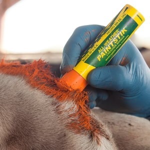 Карандаш для маркировки скота | ЧПУП «Метрасалес»