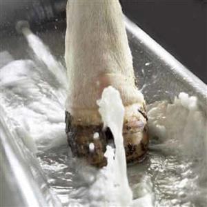 Средство для ухода за копытами | ЧПУП «Метрасалес»